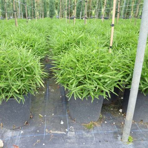 Bamboo – Garden Plants Online Bamboo Muhly, Rhyncospermum Jasminoides, Cryptomeria Globosa Nana, Heavenly Bamboo Nandina, Deodar Cedar, Cedrus Deodara, Trachelospermum Jasminoides, Japan Bamboo Forest, Growing Bamboo