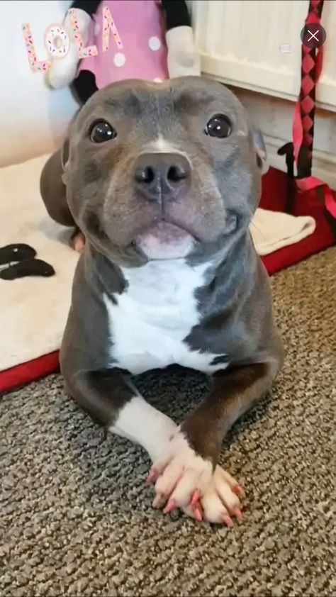 Baby Pitbulls, Staffordshire Terriers, Dog Pitbull, Very Cute Puppies, Pitbull Puppy, Cute Animals Puppies, Very Cute Dogs, Really Cute Dogs, Cute Little Puppies