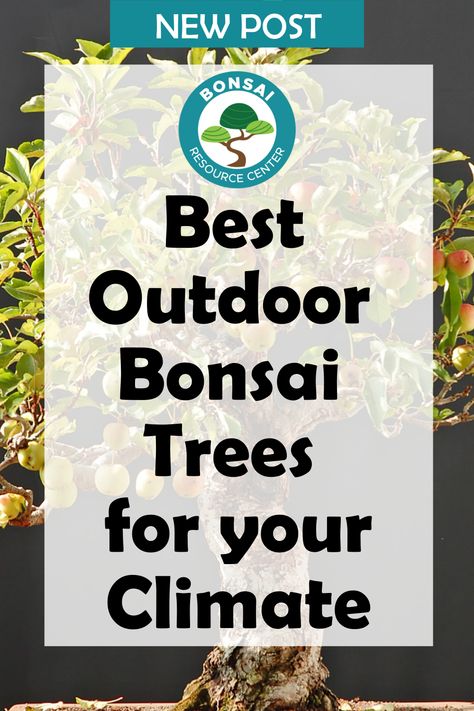 Adding in a bonsai tree to your houseplant collection can be a treat. But, which one do you choose? Learn which outdoor bonsai tree is best for your climate. Best outdoor bonsai trees for your climate tips. Outdoor Bonsai Tree, Houseplant Collection, Bonsai Tree Types, Indoor Bonsai Tree, Indoor Bonsai, Fiddle Leaf Fig Tree, Thriving Garden, Bonsai Plants, Bonsai Trees