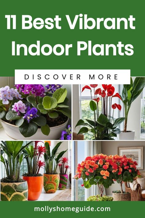 Explore the beauty of vibrant indoor plants with our selection of the best colorful houseplants. Add a pop of color to your space with indoor plants that feature red or blue leaves, sure to brighten up any room. Discover low-light options and easy houseplants for beginners that are as visually stunning as they are low maintenance. Create a colorful oasis indoors while enjoying the air-purifying benefits these flowering indoor plants provide. Colourful Indoor Plants, Flowering Indoor Houseplants, Good Indoor House Plants, Colorful Plants Indoor, Colorful Houseplants, Flowering Indoor Plants, Houseplants For Beginners, Easy Houseplants, Flowering House Plants