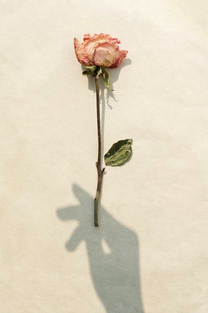 Dried pink rose with a hand shadow on a beige background Free Photo Hands Shadow, Hand Holding Rose, Plant Vibes, Hand Shadows, Images For Valentines Day, Dry Rose, Art Goals, Bff Drawings, Dreamy Photography