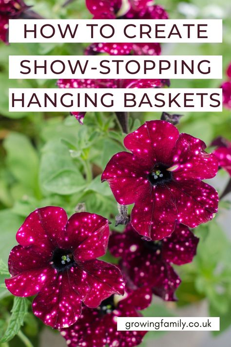 Diy Hanging Baskets Flowers Full Sun, Flowering Hanging Baskets, Summer Hanging Baskets Ideas, Making Hanging Flower Baskets, Garden Hanging Baskets, Diy Hanging Flower Baskets, Hanging Basket Arrangements, Hanging Flower Basket Ideas, Hanging Basket Ideas Outdoor