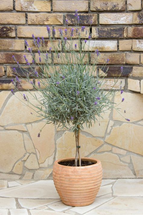 Standard Lavender Trees, Lavendar Tree In Pot, Lavender In Pots Patio, Lavender Tree Landscaping, Lavender Topiary, Lavender Tree In Pot Care, Lavender Tree, Potted Lavender Outdoor, Lavender In Pots