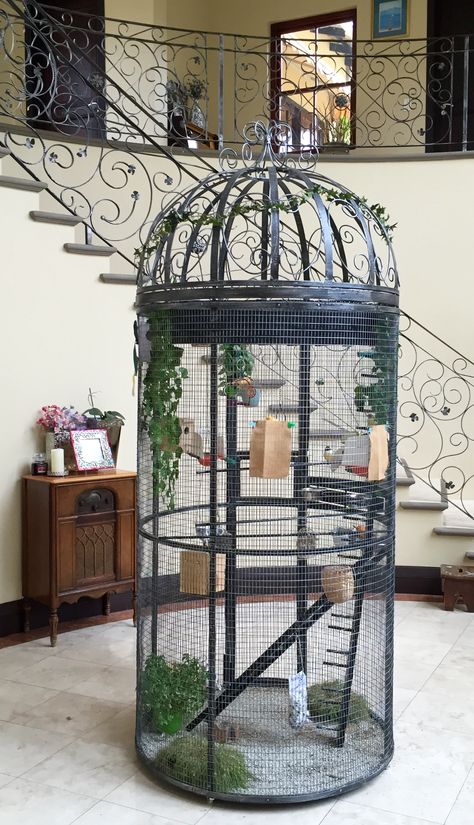 Volière Cage For Birds Ideas, Cool Bird Cages, Parakeet Bird Cage Ideas, Pet Bird Cage Ideas, Pinjra Birds, Bird Cage Diy Homemade, Homemade Bird Cage, Natural Bird Cage, Budgies Bird Cage