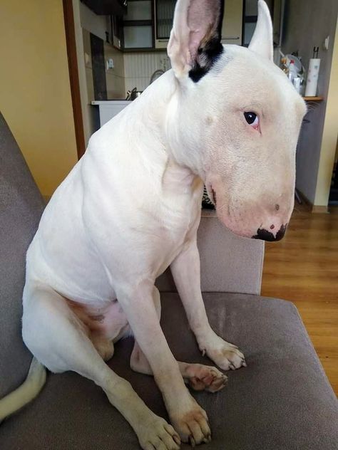 Silly Bull Terrier, Target Dog Breed, Funny Bull Terrier, Bully Terrier, Cute Bull Terrier, Bull Terrier Funny, Noxus League Of Legends, Mini Bull Terriers, Unique Dog Breeds