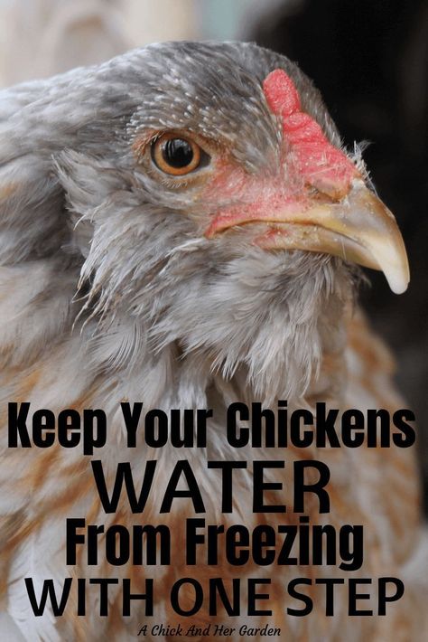 Chicken Water From Freezing, Chickens In The Winter, Cute Chicken Coops, Chicken Coop Garden, Chicken Waterer, Backyard Chicken Coop Plans, Winter Gardening, Chicken Feeders, Backyard Chicken Farming