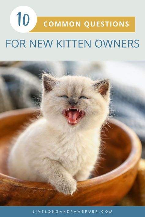 Raising A Kitten, Raising A Kitten Tips, First Kitten Checklist, Bringing Home A New Kitten, First Time Kitten Owner, Kitten Must Haves, New Kitten Checklist, Kitten Advice, Kitten Care Tips