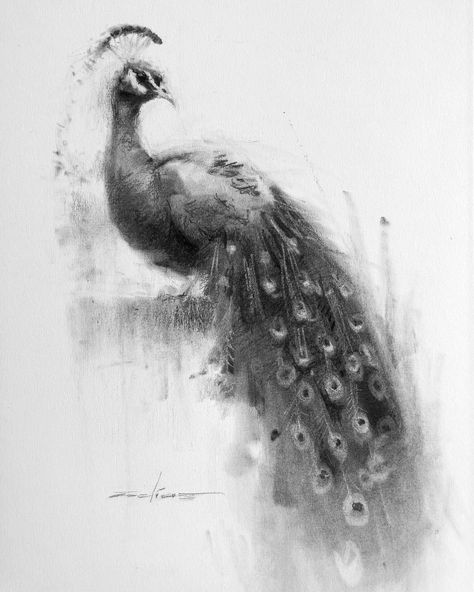 Fish Charcoal Drawing, Charcoal Animals, Peacock Sketch, To Draw Ideas, Peacock Painting, Draw Ideas, Charcoal Art, My Art Style, Golden Trio