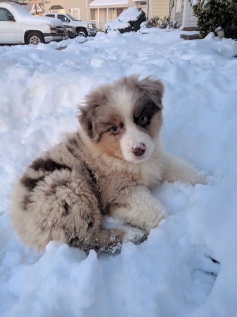 Australian Shepherd Puppies For Sale, Very Cute Puppies, Aussie Puppies, Australian Shepherd Puppies, Really Cute Puppies, Aussie Dogs, Cute Animals Puppies, Dogs Cute, Very Cute Dogs