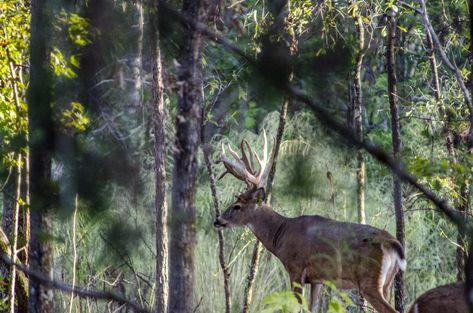 The Best Hunting Times for Big Bucks | Great Days Outdoors Big Whitetail Bucks, White Oak Tree, Time To Hunt, Buck Owens, Bent Creek, Big Deer, Deer Season, Whitetail Bucks, Cold Front