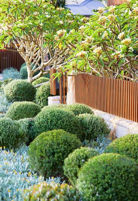 Hardy Succulents, Australian Native Garden, Front Garden Design, Australian Garden, Coastal Gardens, Front House Landscaping, Native Garden, Low Maintenance Plants, Front Yard Landscaping Design