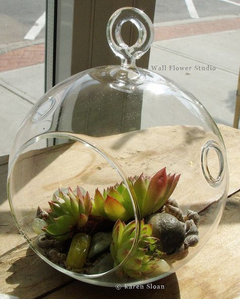 Hanging glass globe with hens and chicks Succulent Hanging Planter, Diy Succulent Terrarium, Succulent Landscape Design, Hanging Terrarium, Contemporary Planters, Succulent Garden Design, Succulent Landscaping, Modern Garden Design, Garden Terrarium