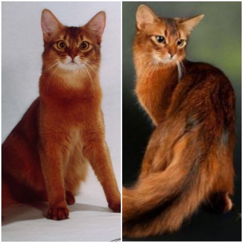 Bombalurina. Red Somali Cat. Closest thing to a scarlet coloured cat you're gonna get (unless you stray paint one) Somali Cat Red, Fanfiction Characters, Somali Cat, Selkirk Rex, Spotted Cat, Cats Musical, Cat Reference, Exotic Cats, American Shorthair