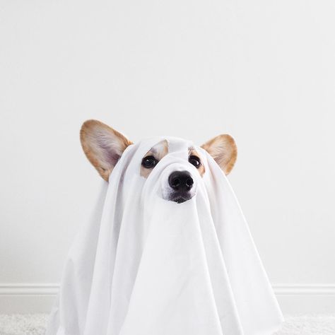 When your ghost costume makes you look more like a burglar 😭 Corgi Ghost Tattoo, Pet Photography Studio, Teddy Photos, Animal Photoshoot, Dog Calendar, Sheet Ghost, Ghost Costume, Dog Photoshoot, Little Ghost