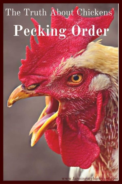 The Truth About Chickens' Pecking Order - Farming My Backyard Chicken Coop Blueprints, Hen Coop, Big Chicken, Raising Turkeys, Chicken Pecking, Pecking Order, Urban Chickens, Coop Ideas, Chicken Cages