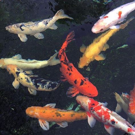 Pond Fish, Pretty Nature, Carpe Koi, Art Ancien, Aesthetic Japan, Koi Pond, Nature Aesthetic, Pretty Places, Koi Fish