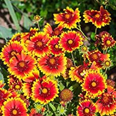 Gaillardia Flower Landscaping, Carpet Flowers Plants, Blanket Flower Landscape, Blanket Flowers Perennials, Driveway Plants, Gaillardia Flower, Clover Garden, Indian Blanket Flower, Colorado Flowers