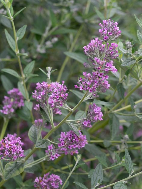 Alchemilla Vulgaris, Cistus Salviifolius, Buddleja Alternifolia, Hardenbergia Violacea, Salvia Officinalis Purpurascens, Leaf Coloring, Pest Control, Colorful Flowers, Soil