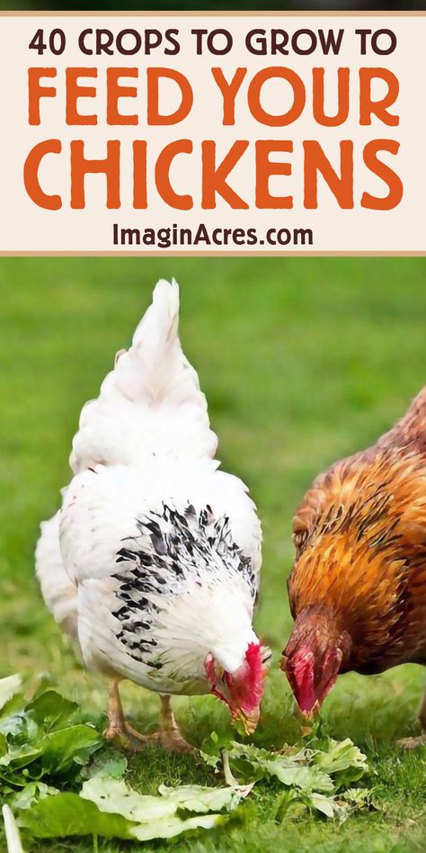 Learn how to create a thriving chicken garden with our guide to growing chicken-friendly crops. Discover plants, herbs, and vegetables that keep your flock happy and your garden flourishing. Plants For Chicken Coop, Suburban Chickens, Chicken Entertainment, Raising Chickens Diy, Chickens Backyard Breeds, Lifesaving Tips, Plants For Chickens, Backyard Chickens Diy, Chicken Herbs