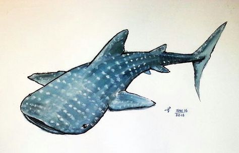 Whale Shark Drawing, Whale Shark Tattoo, Shark Painting, Whale Drawing, Shark Drawing, Shark Coloring Pages, Whale Sharks, Shark Tattoo, Shark Art