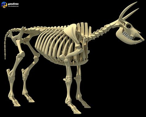 Cow Skeleton - 3D Model Cow Skeleton, Skull Anatomy, Skeleton Anatomy, Animal Anatomy, Anatomy For Artists, Construction Drawings, Bleach Art, Cow Skull, Animal Photo