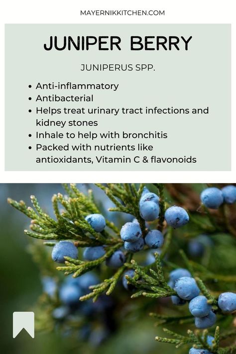 Juniper berries benefits include treating urinary tract infections and kidney stones. Juniper berries also help with bronchitis and can be applied topically to heal infected wounds. Juniper is a powerful plant as it houses many nutrients like antioxidants, Vitamin C, flavonoids, coumarins, and monoterpenes. These nutrients help with heart problems, reduces inflammation, and oxidative stress. Read now to learn more about juniper berry benefits and natural remedies! Juniper Benefits, Uses For Juniper Berries, Juniper Berries Benefits, Herbs For Urinary Tract Infections, Juniper Berry Benefits, Juniper Berry Recipes, Natural Remedies For Urinary Infection, Urinary Infection Remedies, Juniper Berries