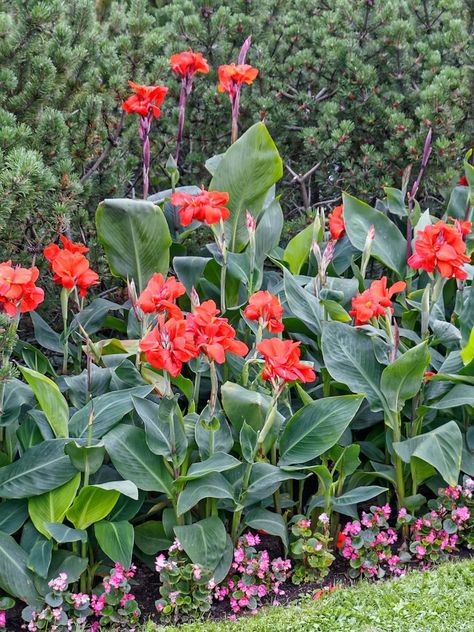 Canna Lily, Easy Plants To Grow, Plants To Grow, Easy Care Plants, Garden Yard Ideas, Front Yard Garden, Hardy Plants, Easy Plants, Garden Landscape Design