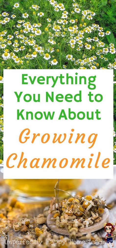 Plant Chamomile, Growing Chamomile, Grow Chamomile, Chamomile Growing, Hydroponic Farming, Hydroponics Diy, Organic Vegetable Garden, Herbs Indoors, Organic Gardening Tips