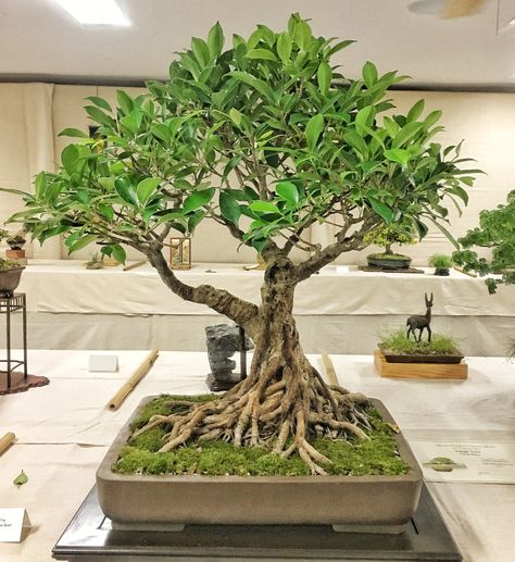 Ficus Bonsai Style, Ficus Retusa Bonsai, Ficus Benjamina Bonsai, Bonsai Kimeng, Ficus Microcarpa Bonsai, Ficus Ginseng Bonsai, Ficus Bonsai Tree, Ficus Ginseng, Ficus Bonsai