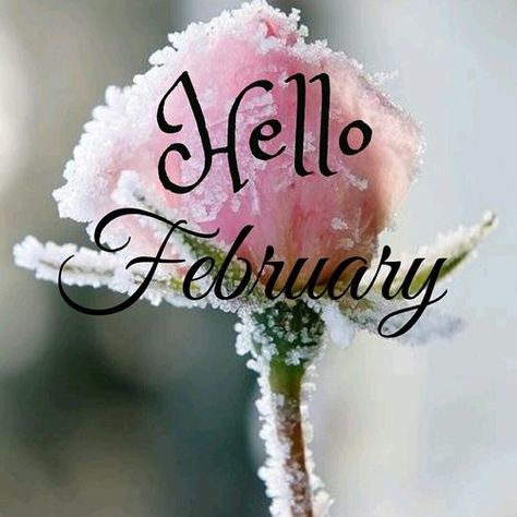 Hello February month february february quotes hello february welcome february Flower February, February Newsletter, February Flower, Hello February Quotes, Welcome February, Neuer Monat, February Quotes, February Month, February Wallpaper