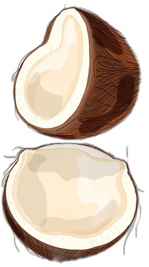 Fresh coconut illustration Coconut Doodle, Coconut Illustration, Coconut Aesthetic, Coconuts Beach, Coconut Bowls, Coconut Drinks, Coconut Desserts, Lean Belly Juice, Water Aesthetic