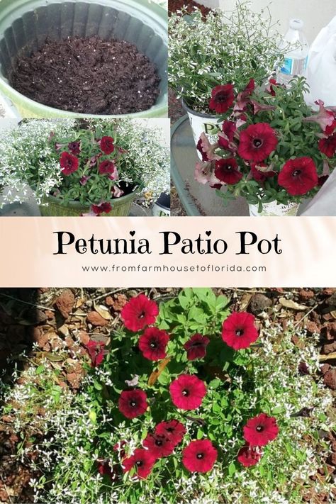 petunias & Diamond Frost planted together in a decorative container Petunia Planter Ideas, Potted Petunias, Petunias In Pots, Petunia Planter, Blooms All Summer, Wave Petunias, Basket Garden, Petunia Plant, Planting Tips