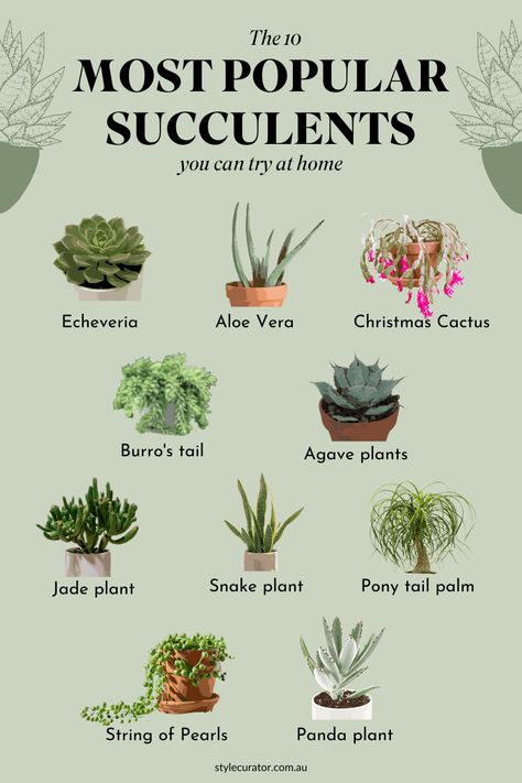 Succulents Care Guide, Succulents For Beginners, How To Take Care Of A Succulent Plant, Names Of Succulent Plants, How To Take Care Of Succulents Indoors, Best Succulents For Indoors, Succulent Growing Tips, How To Care For Succulents Indoors, Succulent Care For Beginners