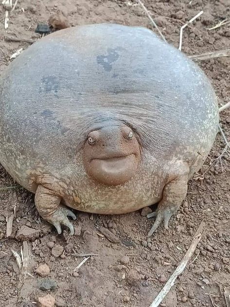 Pictures Worth More Than 1000 Words (24 images) - I Can Has Cheezburger? Weird Looking Animals, Jabba The Hut, Frog Pictures, Unusual Animals, 웃긴 사진, Reptiles And Amphibians, Cute Frogs, Weird Animals, An Animal