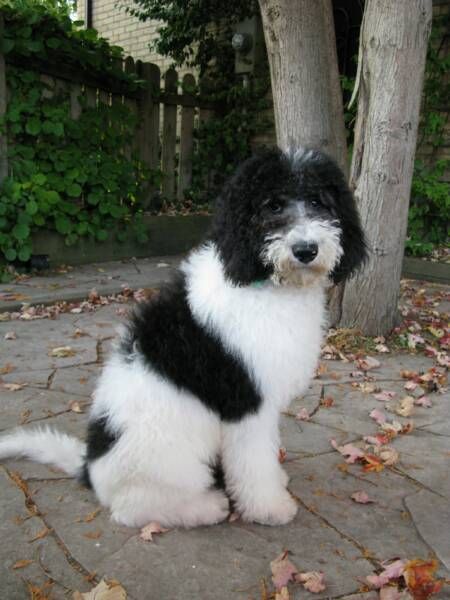 Black and White Parti Goldendoodles | bottom left 7mths at 7mths he is 45lbs and 22 at the shoulders and the ... Labradoodle Black And White, Black And White Labradoodle, Cockapoo Black And White, Goldendoodle Black And White, Black And White Goldendoodle, White Goldendoodle, White Labradoodle, Goldendoodle Black, Mini Labradoodle