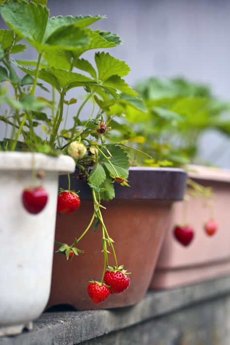 Grow Strawberries From Seed, When To Plant Strawberries, Plant Strawberries, How To Grow Strawberries, Strawberries In Containers, Strawberry Varieties, Grow Strawberries, Strawberry Beds, Straw Mulch