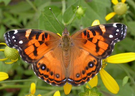 American Lady Butterfly - Vanessa virginiensis Vanessa Cardui, American Lady, Lady Butterfly, Butterfly Habitat, Photography Inspiration Nature, Pollinator Garden, Tree Hugger, Woman Painting, Flower Images