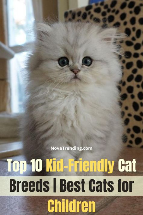 Best Cat Breeds for Kids. Looking to get a cat for your family? Having cats and a family is rewarding, but some cat breeds are more kid friendly than others. You always want to keep your children and your animals safe. #cats #pets Pics Of Kittens, Friendly Cat Breeds, Cutest Cat Breeds, Different Cat Breeds, Cat Breeds Hypoallergenic, Breeds Of Cats, Best Cat Breeds, Kitten Breeds, Most Popular Cat Breeds