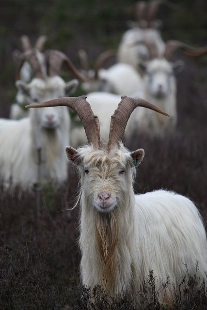 when i have my own personal hobbithole mud fortress it will be guarded by an elite troupe of tricked-out mountain goats Goat Farming, Mountain Goat, Animal Planet, Animal Photo, Animals Friends, A Group, Beautiful Creatures, Animal Kingdom, Animal Photography