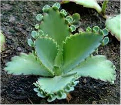 EL AQUELARRE TALLER: Asombrosas propiedades medicinales Kalanchoe Dulcamara Succulent Gardening, Cactus Y Suculentas, Cactus And Succulents, Natural Home Remedies, Succulents Garden, Cacti And Succulents, Indoor Garden, Horticulture, Organic Gardening