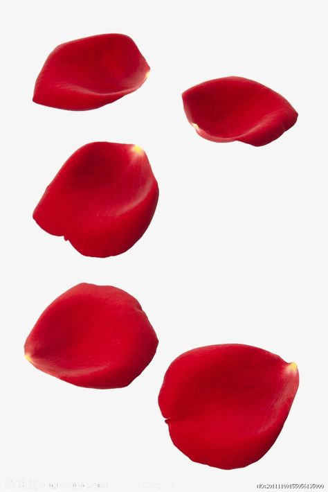 Flower Picture Frames, Red Rose Petals, Red Petals, Flowers Petals, Good Night Greetings, Rose Rouge, Flower Petals, Red Rose, Rose Petals