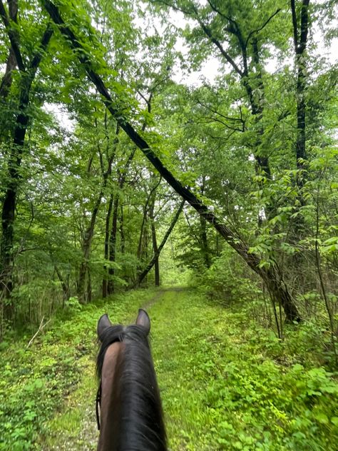 Trail Rides Aesthetic, Trail Ride Aesthetic, Horseback Riding Aesthetic, Trail Riding Horses, Horse Trails, Fox Hunter, Horseback Riding Trails, Horse Riding Aesthetic, Horsey Life