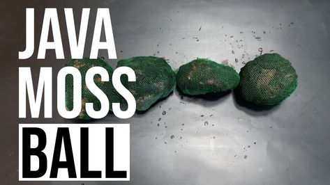 How To Make Aquarium Java Moss Balls DIY (Fast Cheap And Easy) Java Moss Aquarium, Paludarium Waterfall, Moss Ball Aquarium, Moss Carpet, Diy Moss Ball, Java Moss, Aqua Tank, Aquarium Set, Moss Ball