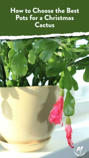 Christmas Cactus Pot Ideas, Cactus Propagation, Christmas Cactus Flower, Christmas Cactus Propagation, Christmas Cactus Care, Christmas Cactus Plant, Easter Cactus, Thanksgiving Cactus, Holiday Cactus