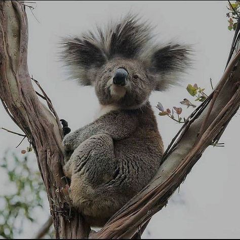 Koala Stuffed Animal, Funny Koala, Koala Bears, Morning Hair, Baby Koala, Australian Wildlife, Koala Baby, Funny Valentines, Australian Animals