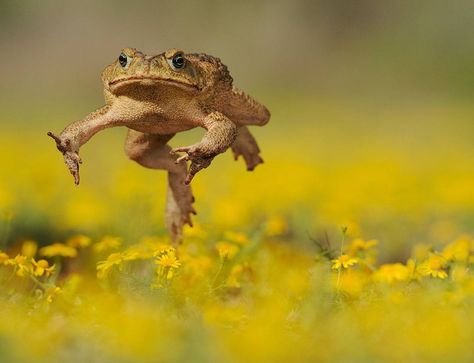 Giant Toad, Toad Animal, Cane Toad, New Scientist, South Texas, Game Reserve, Frog And Toad, Nature Photographs, Picture Library