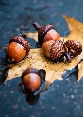 Acorns in the rain I Love Autumn, Autumn Love, Seasons Autumn, Love Autumn, All Things Fall, Fabulous Fall, I Love Fall, Happy Fall Y'all, Autumn Beauty