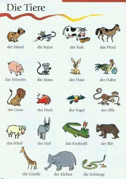 learning German. Die Tiere. #animals #german Deutsch Language, German Resources, Study German, German Study, German Phrases, Germany Language, Learning German, German Grammar, German Words