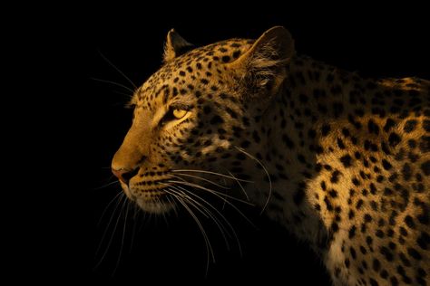 Shot of the Week: Shadow Cat A female leopard walks past shadowy bushes in the early morning sunshine. She has a tawny coat with black spots on it. Shot with a Sony ⍺1 and a 600mm lens in Chobe National Park, Botswana, in May 2024. ISO 100, 600mm, f/4, 1/1000, -1.7 EV #cheetah #cheetahs #femalecheetah #acinonyxjubatus #onsafariwithnickdale #botswana #africasafari #chobe #botswanatourism #muchenjesafarilodge #onsafariwithnickdale #botswanaelephants #elephant #botswanaguide #botswanaguidetraini... Africa Wildlife Photography, African Wildlife Photography, Shadow Cat, Female Leopard, Botswana Safari, Chobe National Park, Wildlife Prints, Africa Safari, African Wildlife