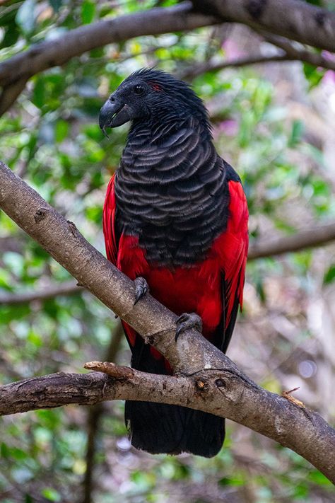 Apparently, Dracula Parrots Are A Thing And They Might Be The Most Gothic Birds On Earth | Bored Panda Dracula Parrot, Bird Sitting, Bird Watchers, Most Beautiful Birds, Parrot Bird, Pretty Animals, Airbrush Art, Exotic Birds, Pretty Birds